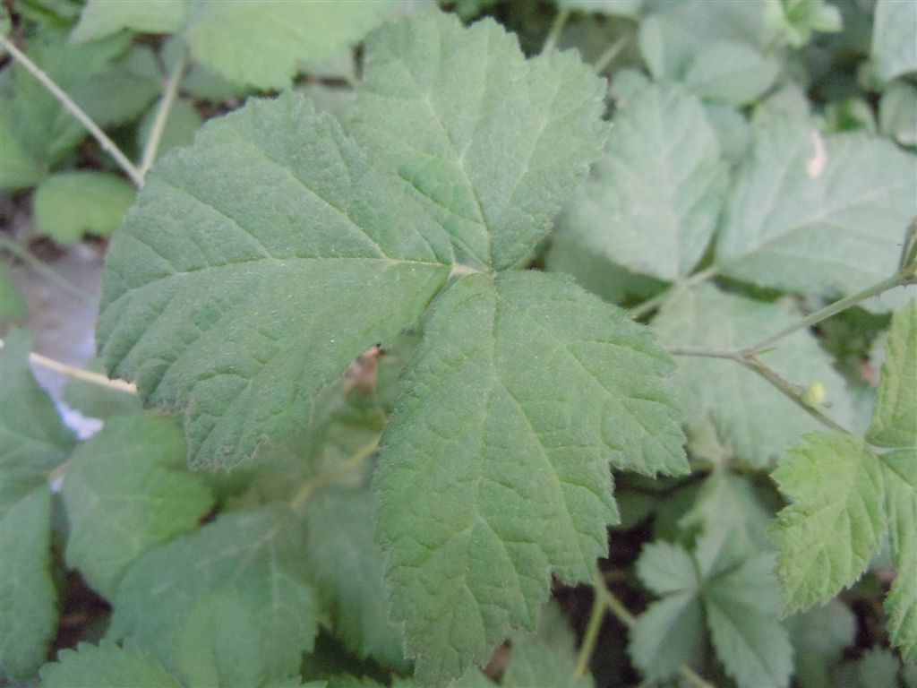 Rubus caesius?